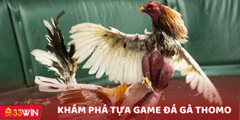 Đá gà Thomo hôm nay chính là một phần quan trọng của di sản văn hóa Đông Nam Á