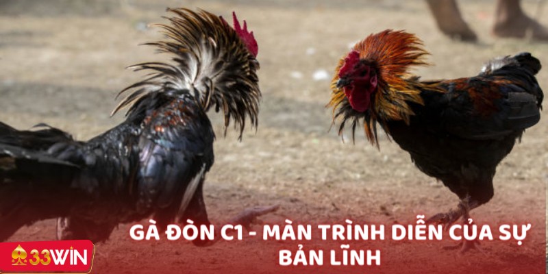 Gà đòn C1 - Màn trình diễn của sự bản lĩnh