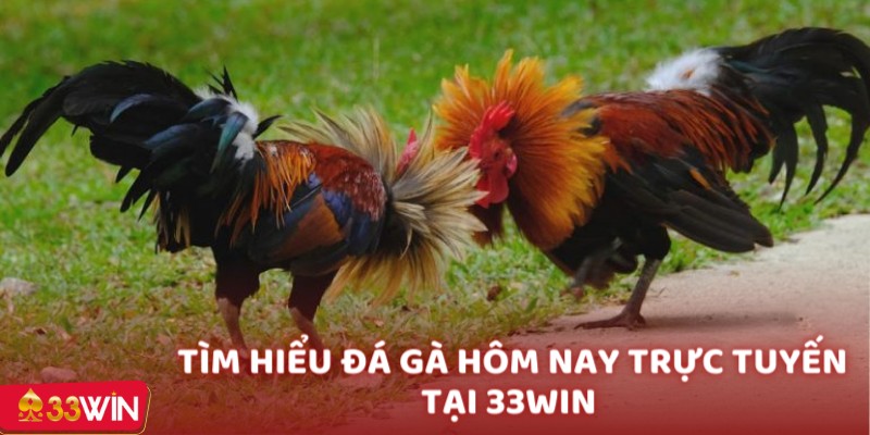 Tìm hiểu đá gà hôm nay trực tuyến tại 33WIN 